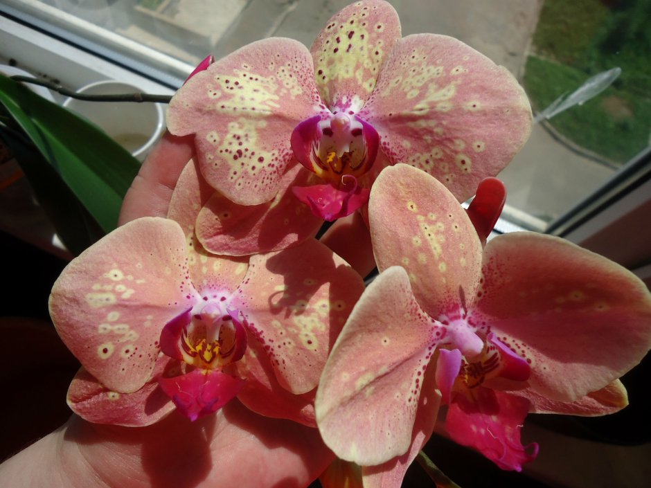 Орхидея Phalaenopsis Kellion