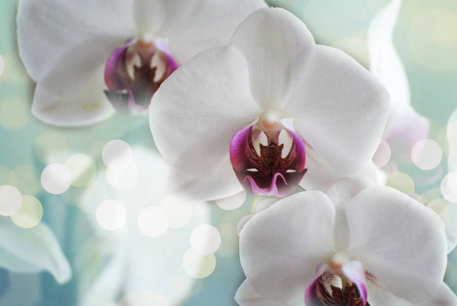 Орхидея над водой с белым фоном