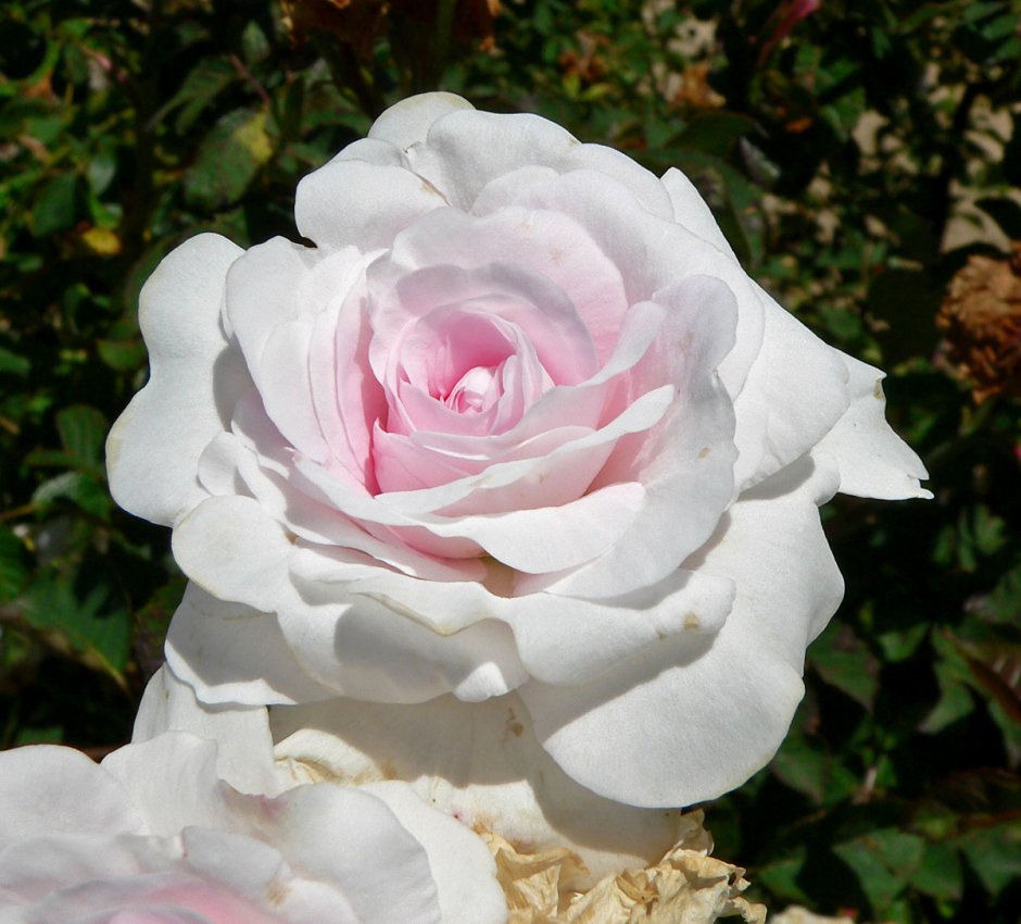 Роза флорибунда Home Garden