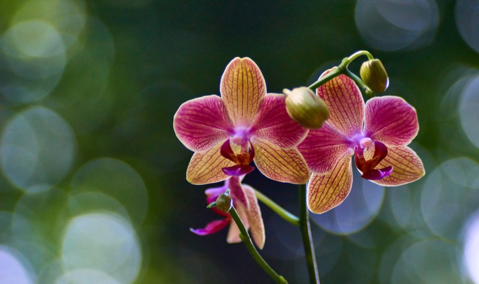 Орхидеи рентген фото