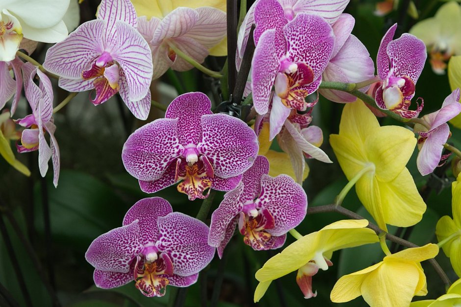 Орхидея Phalaenopsis Purple Dust