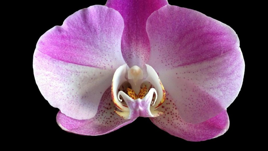Горшки для орхидей с отверстиями