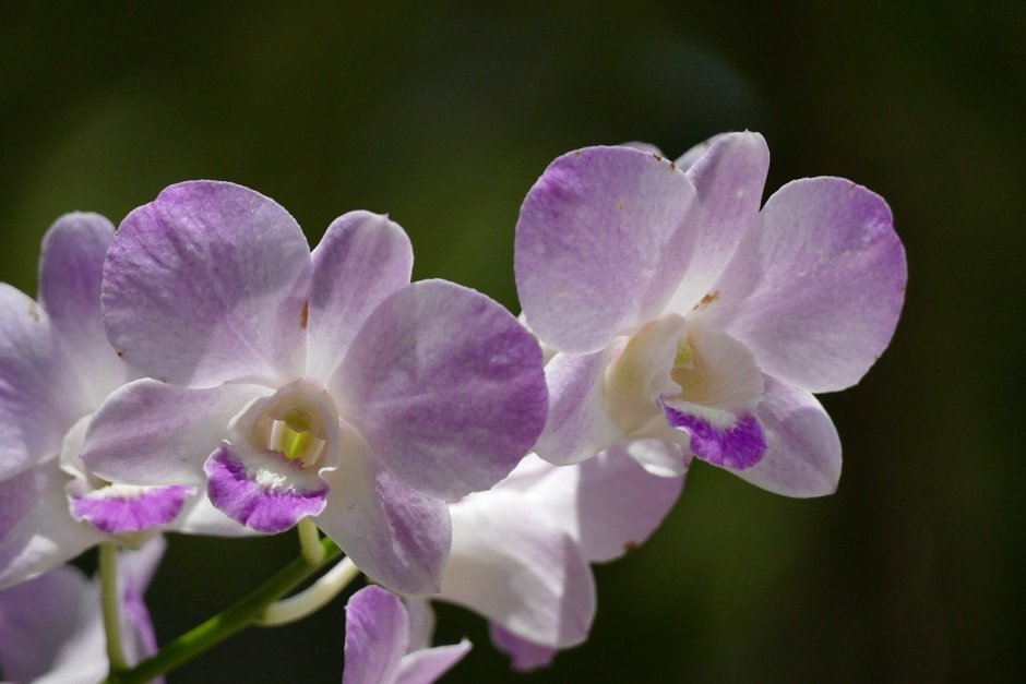 Орхидея Phalaenopsis Manila