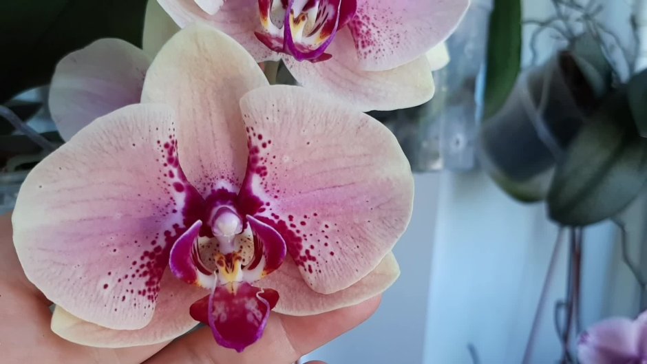 Весенние орхидеи