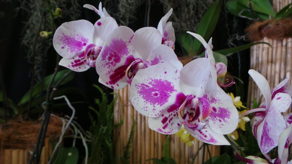 Орхидея фаленопсис Линда