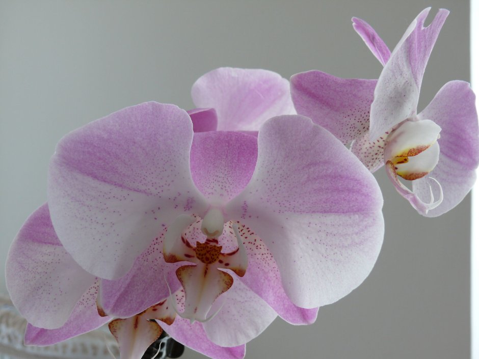 Фотообои фиолетовые орхидеи