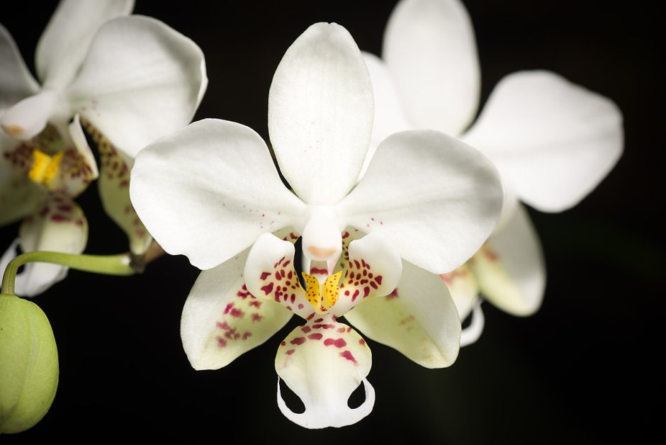 Орхидея Солнечный персик фото