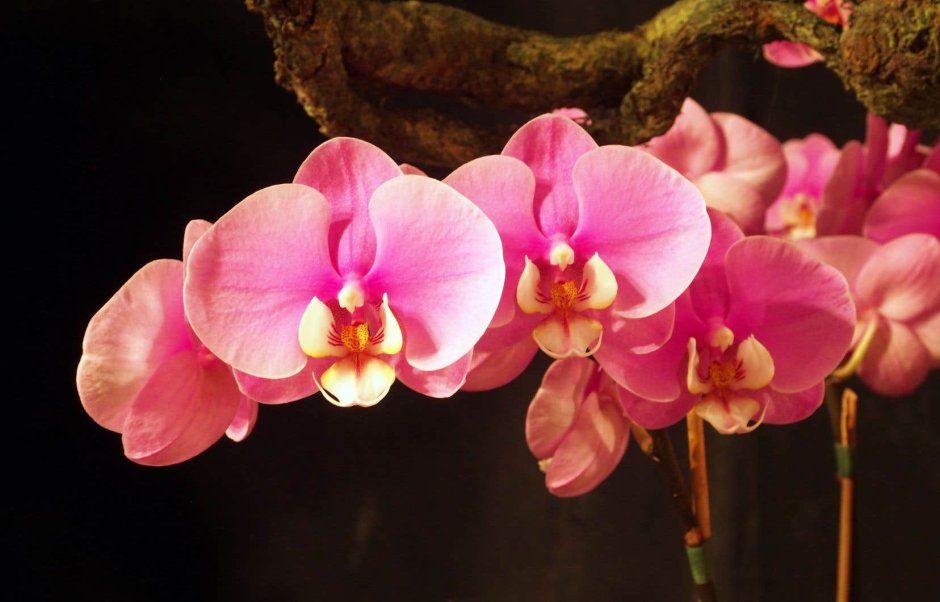 Орхидея spotty Pink