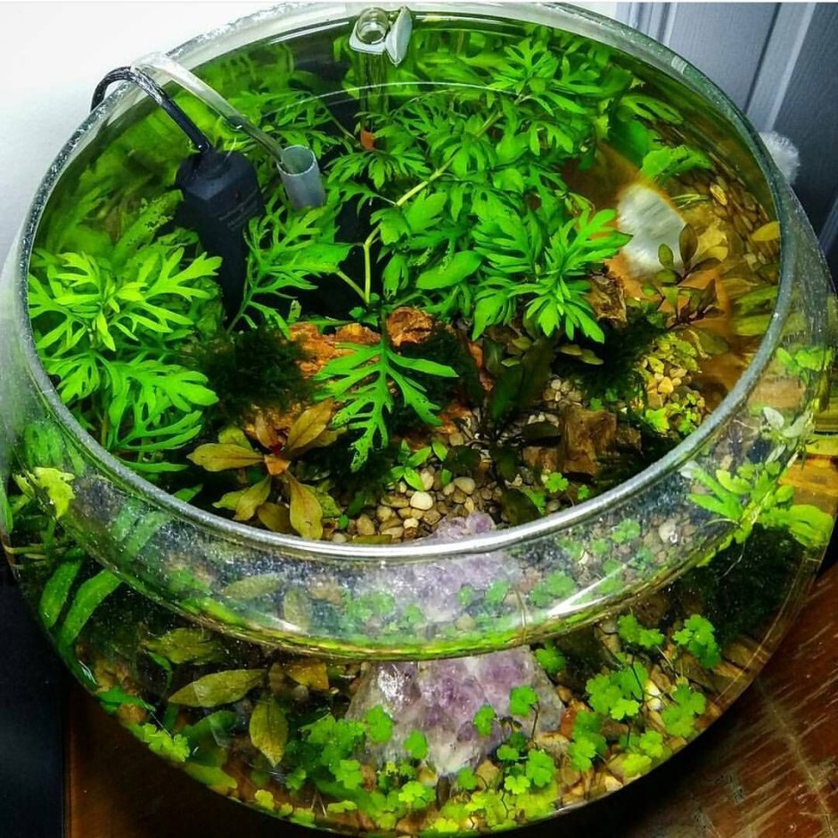 Terrarium Betta