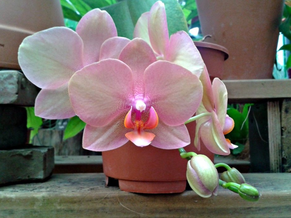 Фаленопсис Шанелла Орхидея