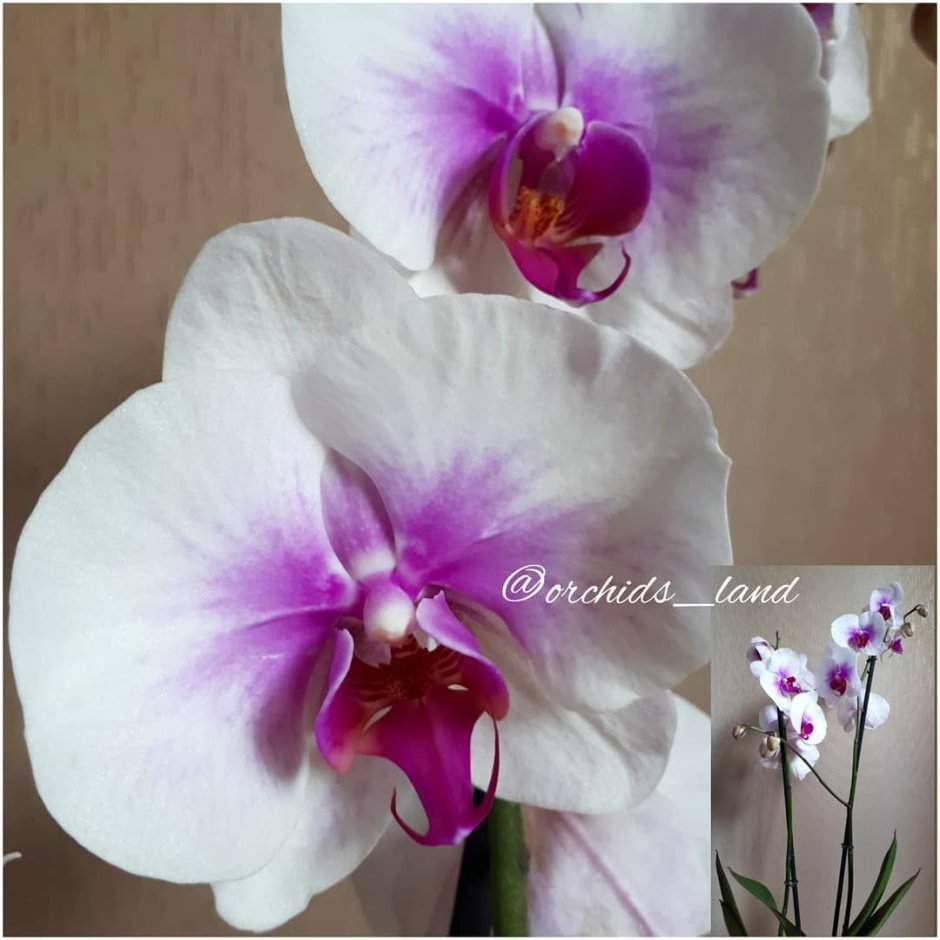 Орхидея фаленопсис Mountion