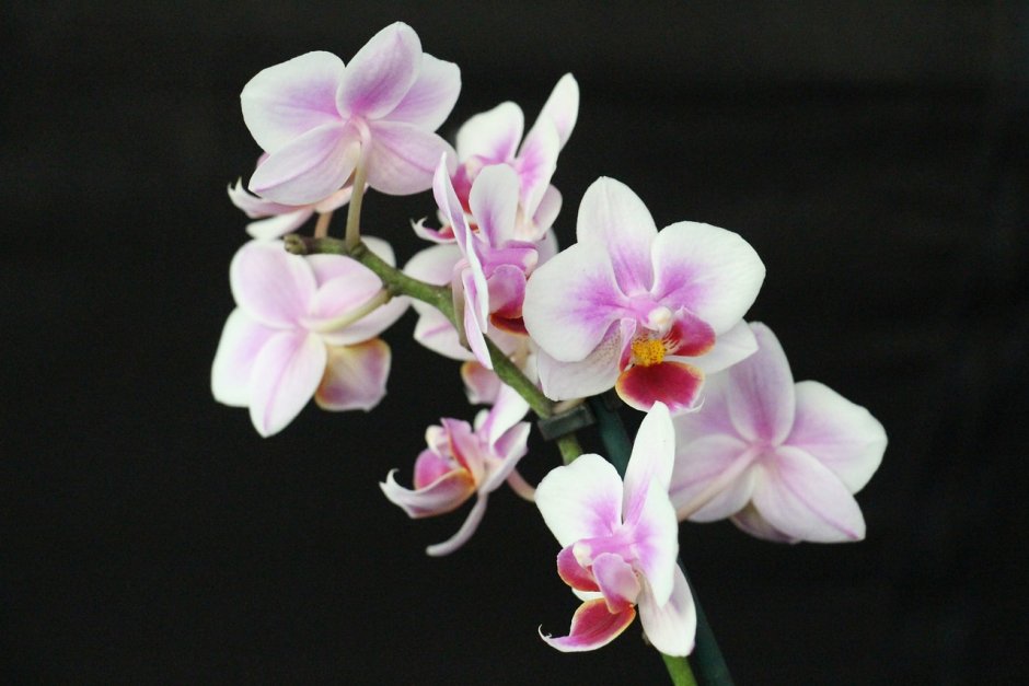 Орхидея мультифлора бургунди