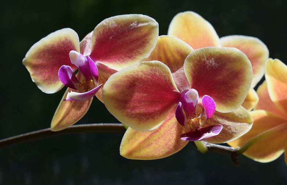 Фаленопсис гибридный (Phalaenopsis hybridum)