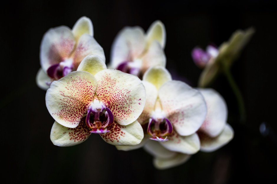 Орхидея Phalaenopsis Mikimoto