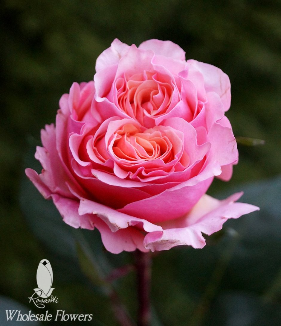 Роза чайно-гибридная Flamingo