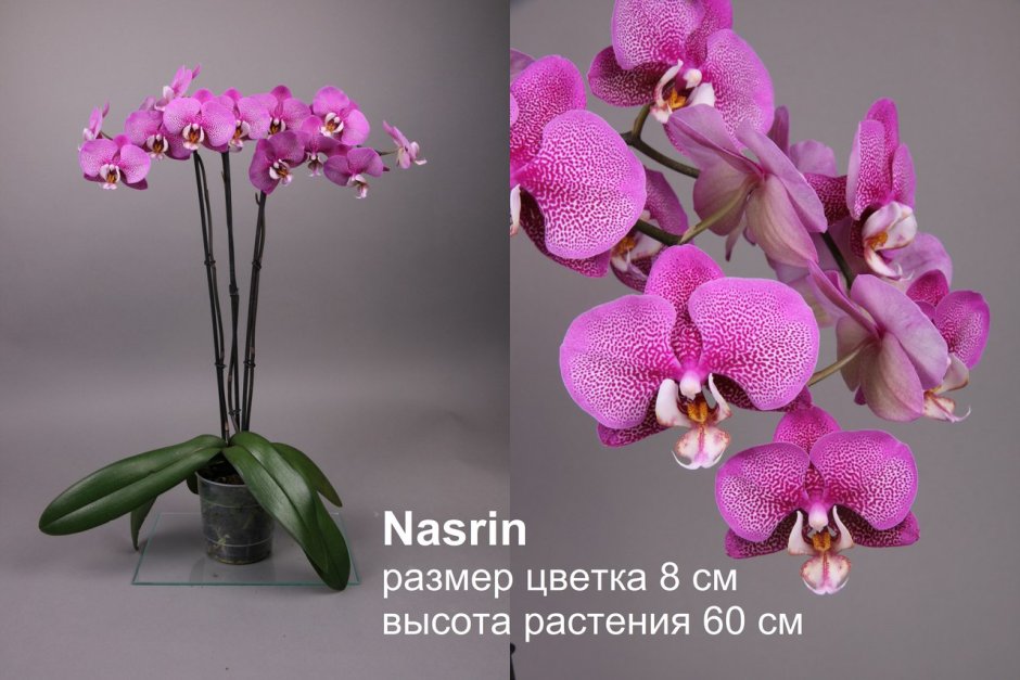 Орхидея ред диамонд