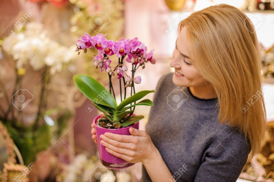 Рижский рынок орхидеи в горшке