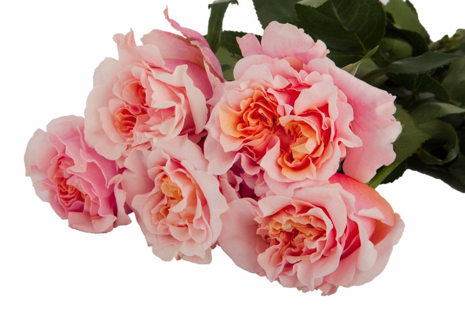 Роза Mayra Rose Peach