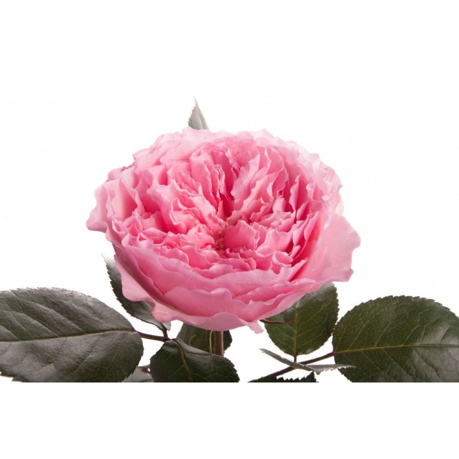 Майра (Mayra's Rose) роза