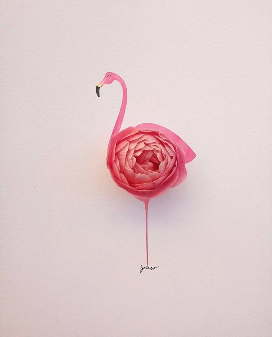 Роза Майра Фламинго