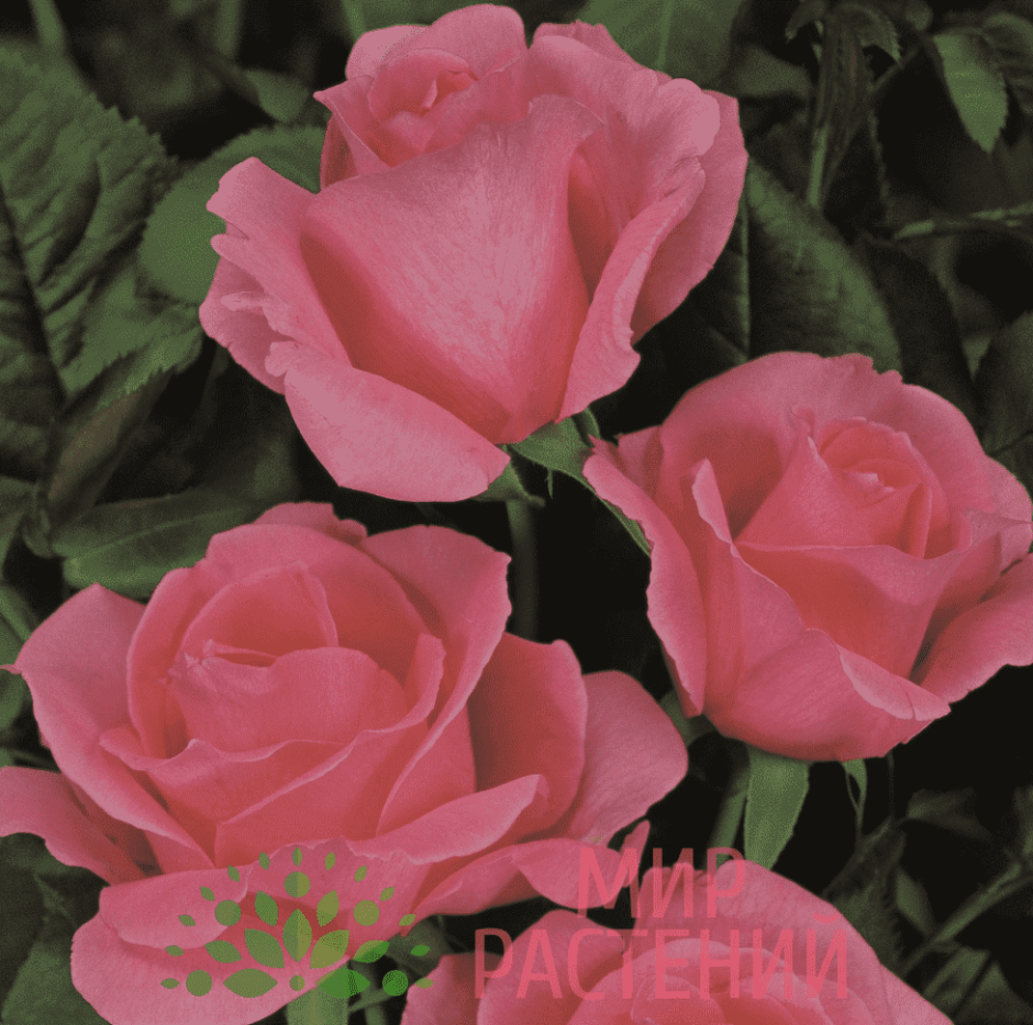 Картинка на аву черный экран с рисунком розовой розы