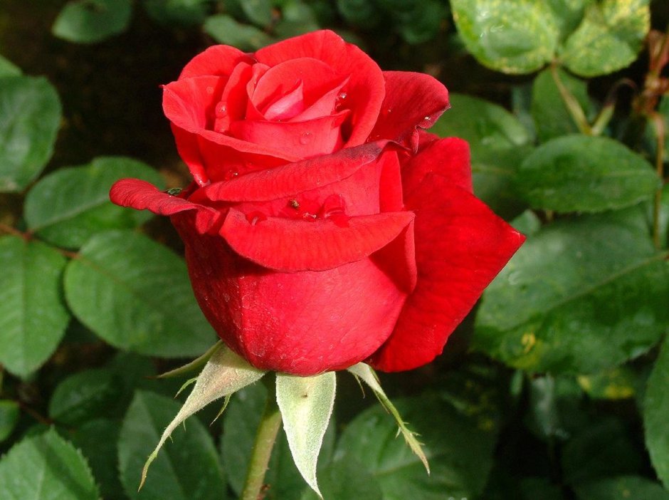 Роза чайно-гибридная Экскалибур
