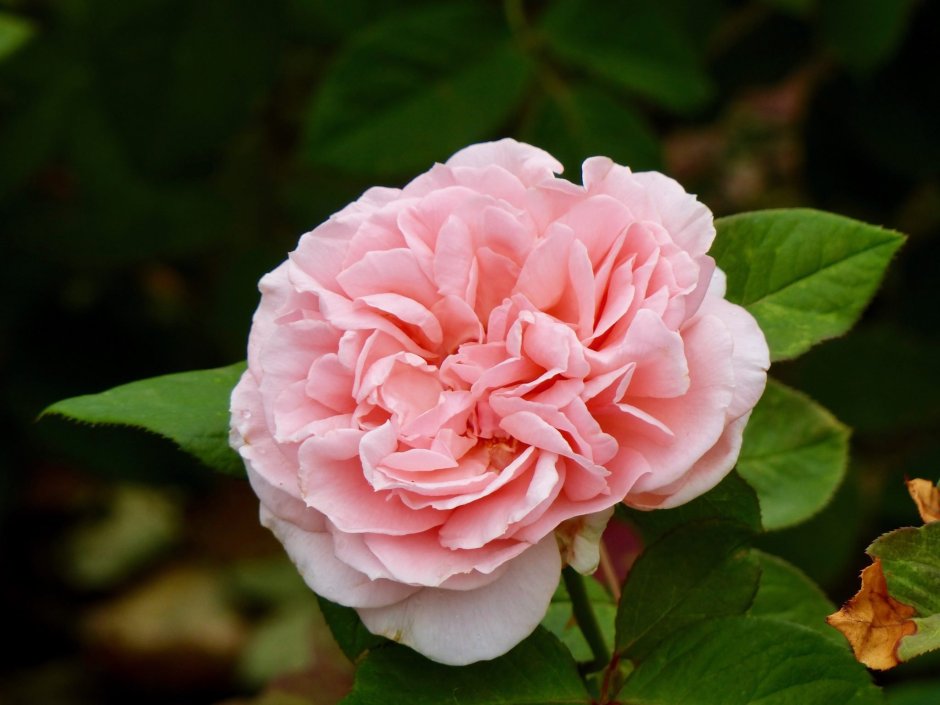 Maxima Romantica роза
