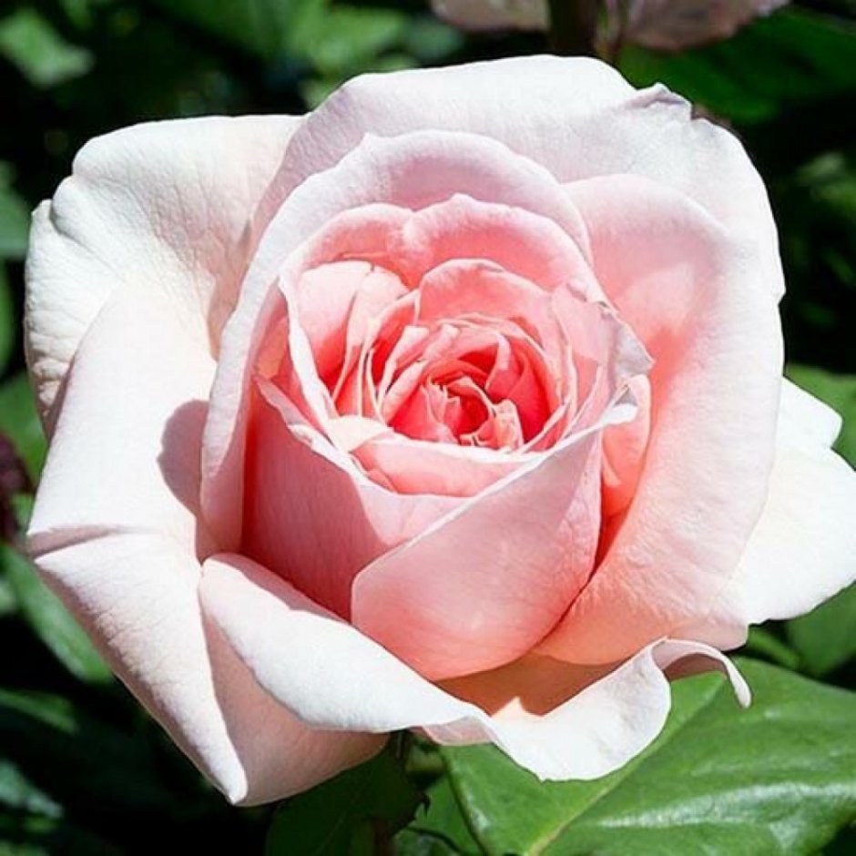 Роза чайно-гибридная Donatella Донателла