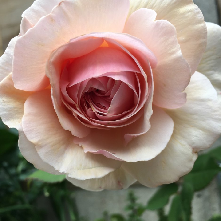 Роза чайно-гибридная Донателла