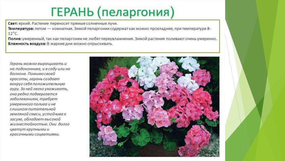 Пеларгония характеристика растения