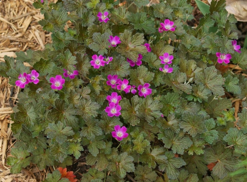 Erodium reichardii