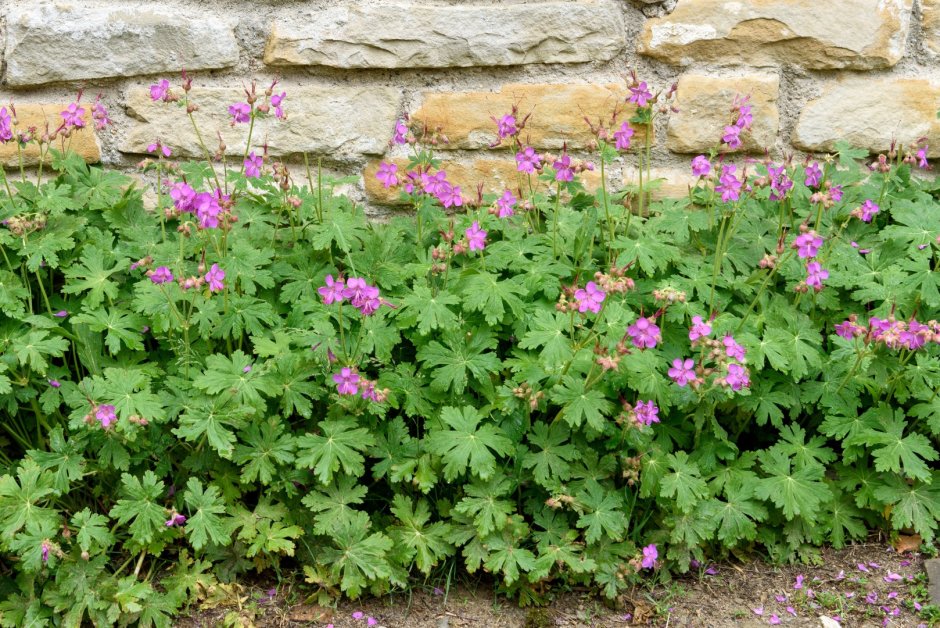 Герань (Geranium) sanguineum Max frei