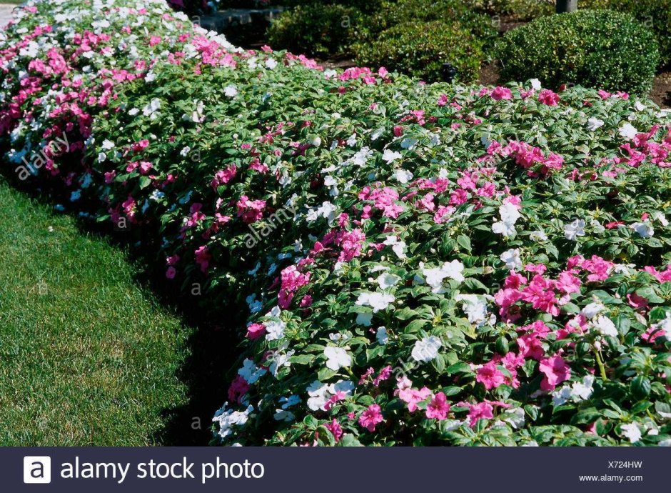 Бальзамин садовый многолетний кустовой