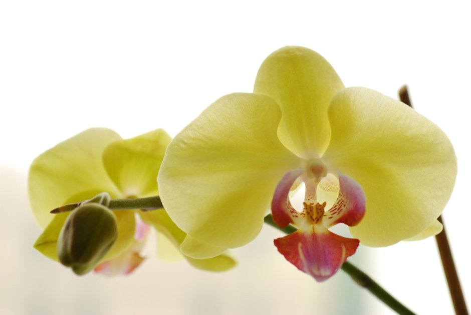 Орхидея ambiance Phalaenopsis