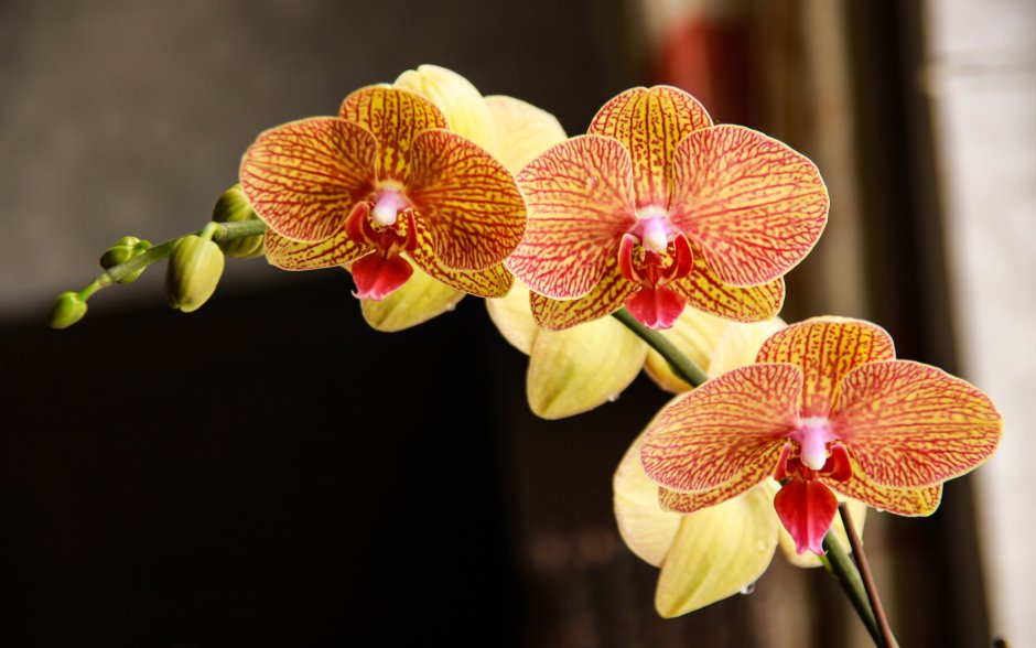 Бутон орхидеи фаленопсис