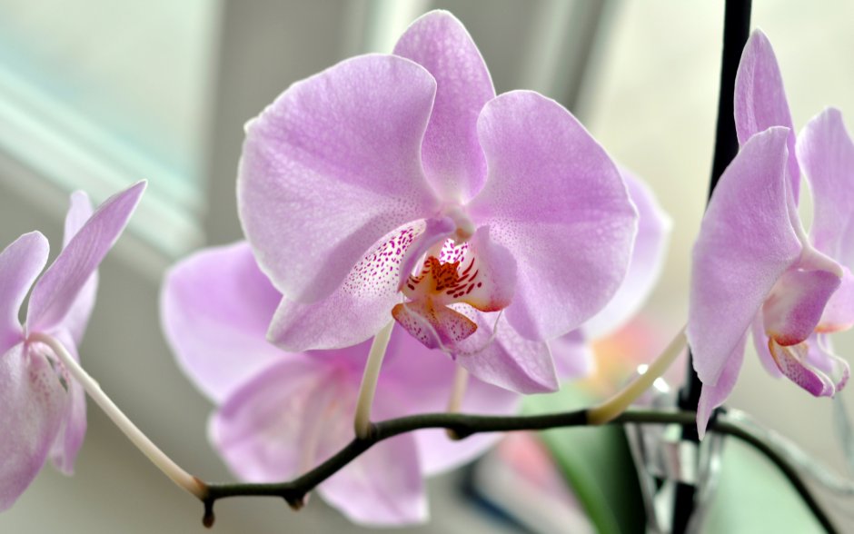 Phal. Ox Honey