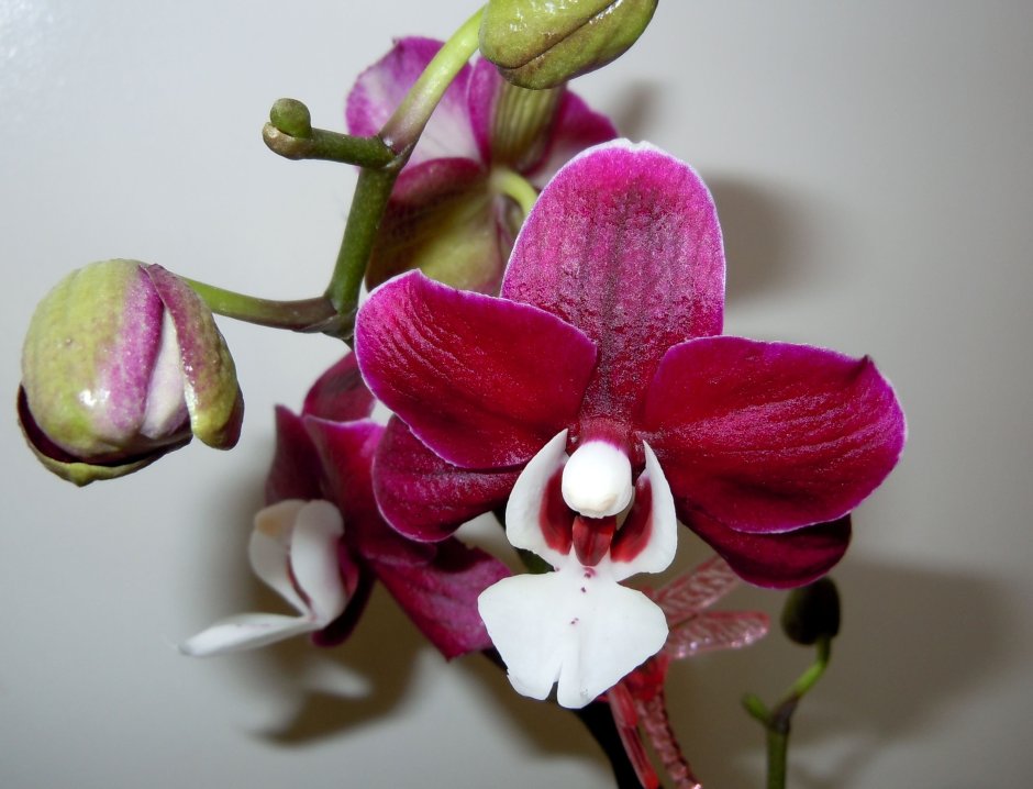 Орхидея Phalaenopsis Chengdu