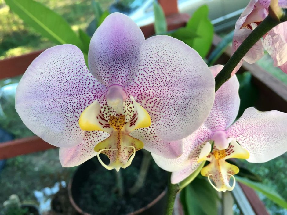 Орхидея Эстетика