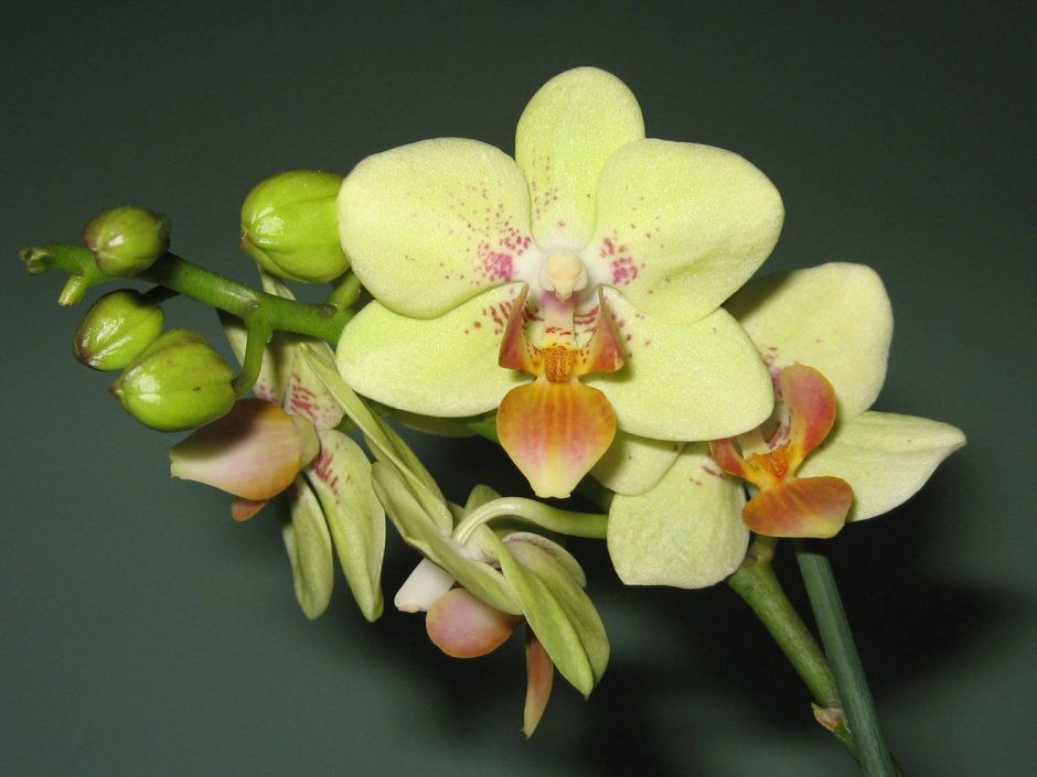 Фаленопсис amabilis Blume