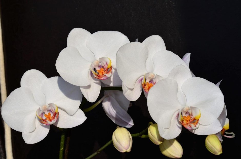 Орхидея Phalaenopsis Narbonne