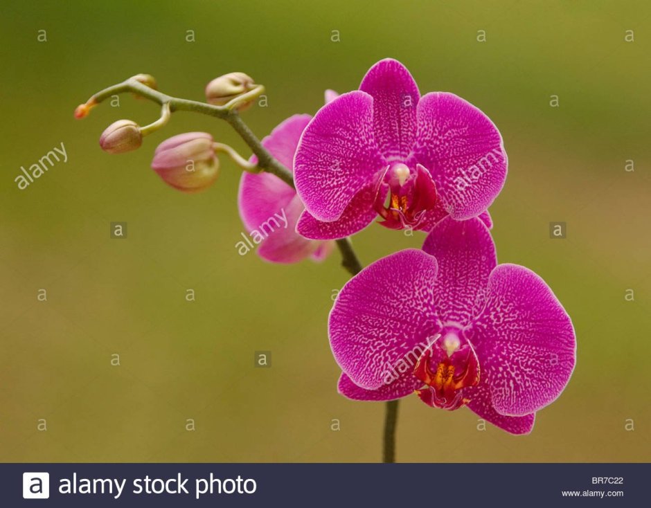 Цветы красивые Орхидея вертикальные