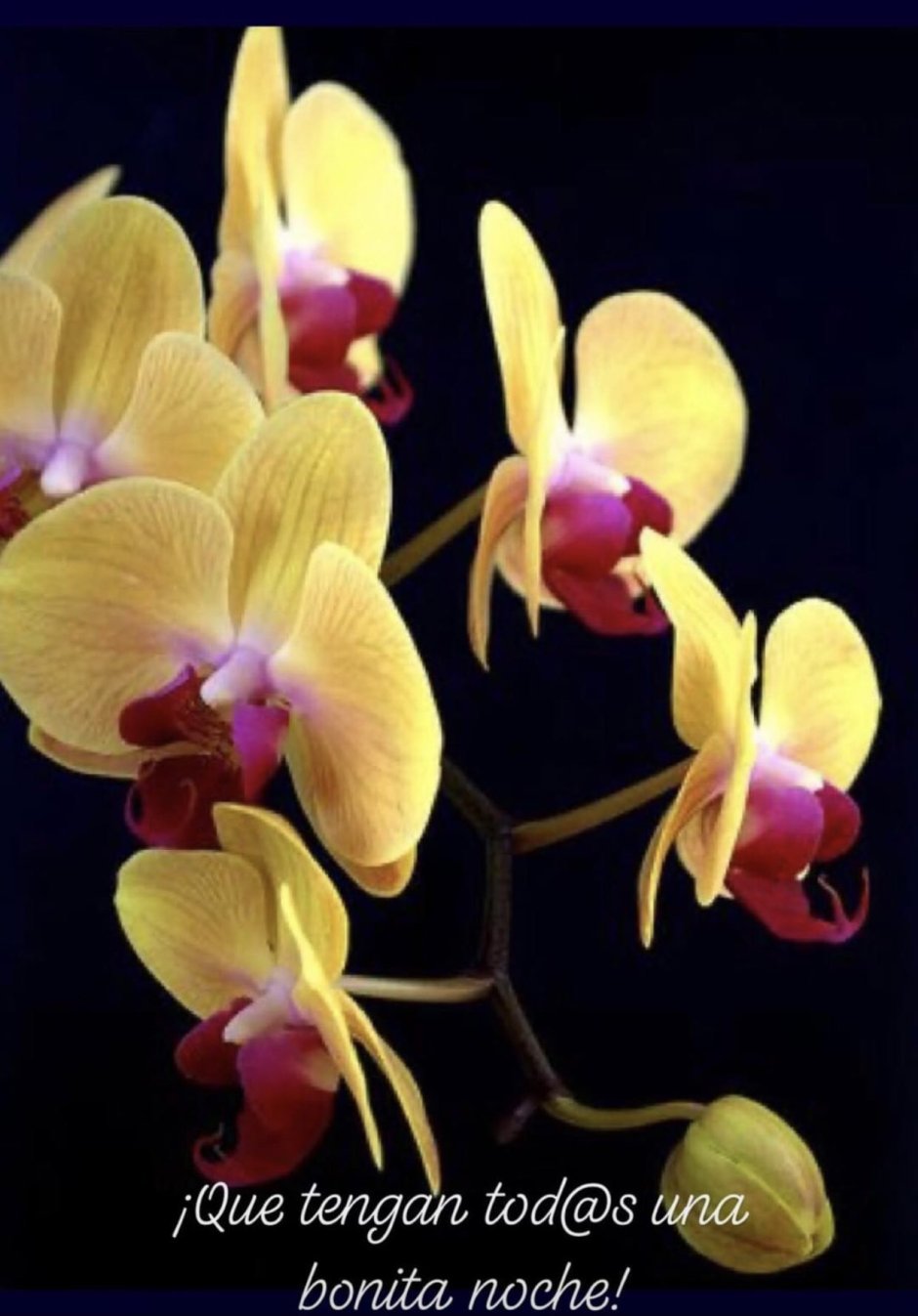 Орхидея фаленопсис Шанхай