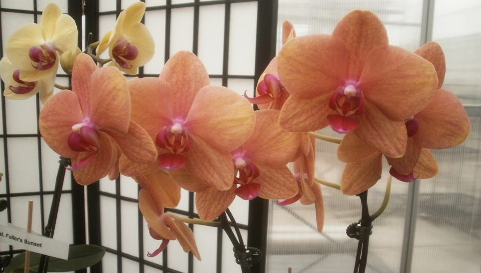 Небула фаленопсис Орхидея