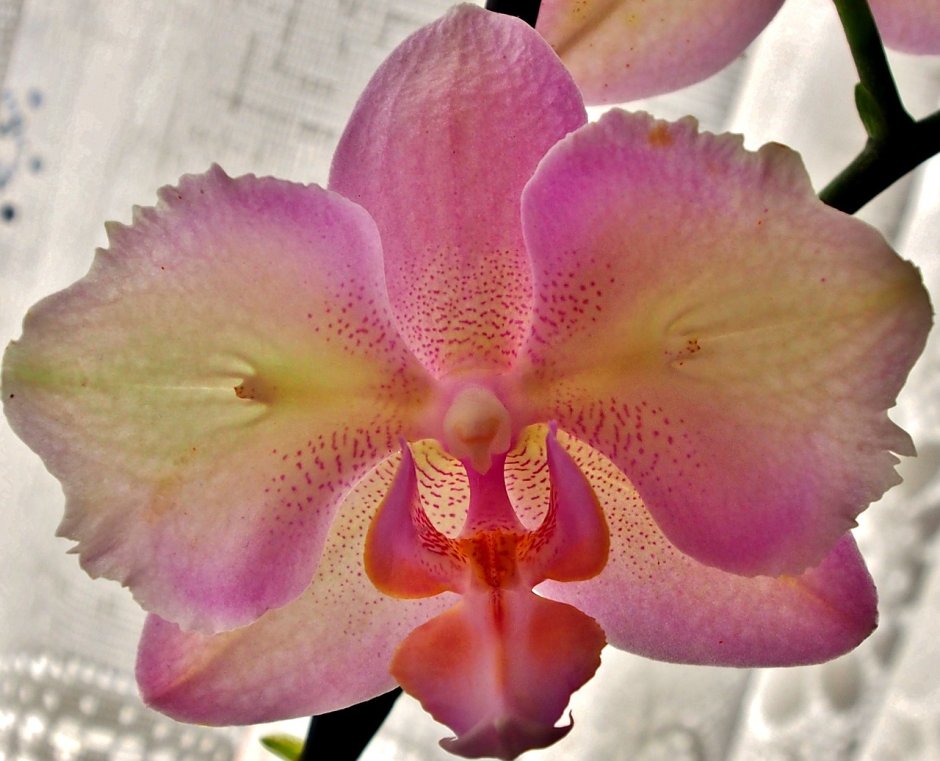 Phal. Fangmei Beauty Diamond