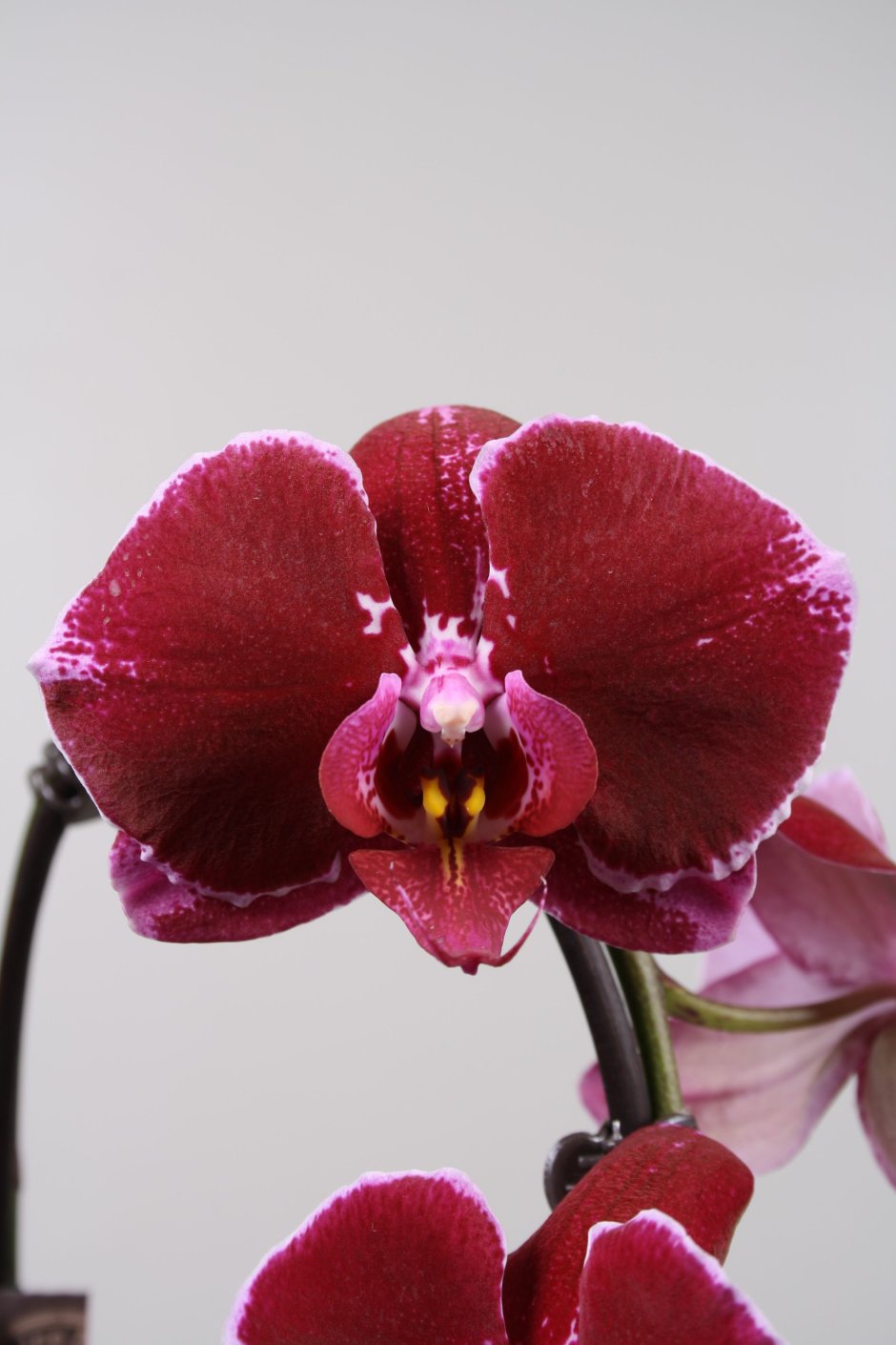 Орхидея Phalaenopsis Monza