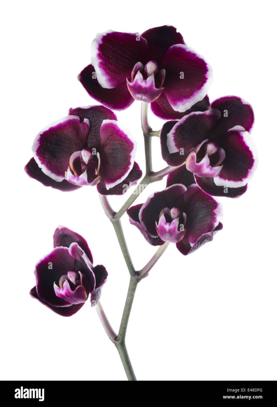 Орхидея Phal Leco fantastic