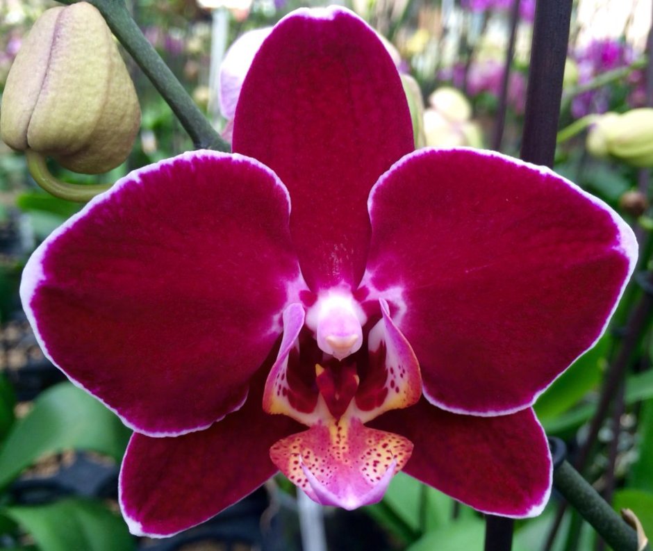 Фаленопсис Dark Cherry with White Rim Orchid Phalaenopsis