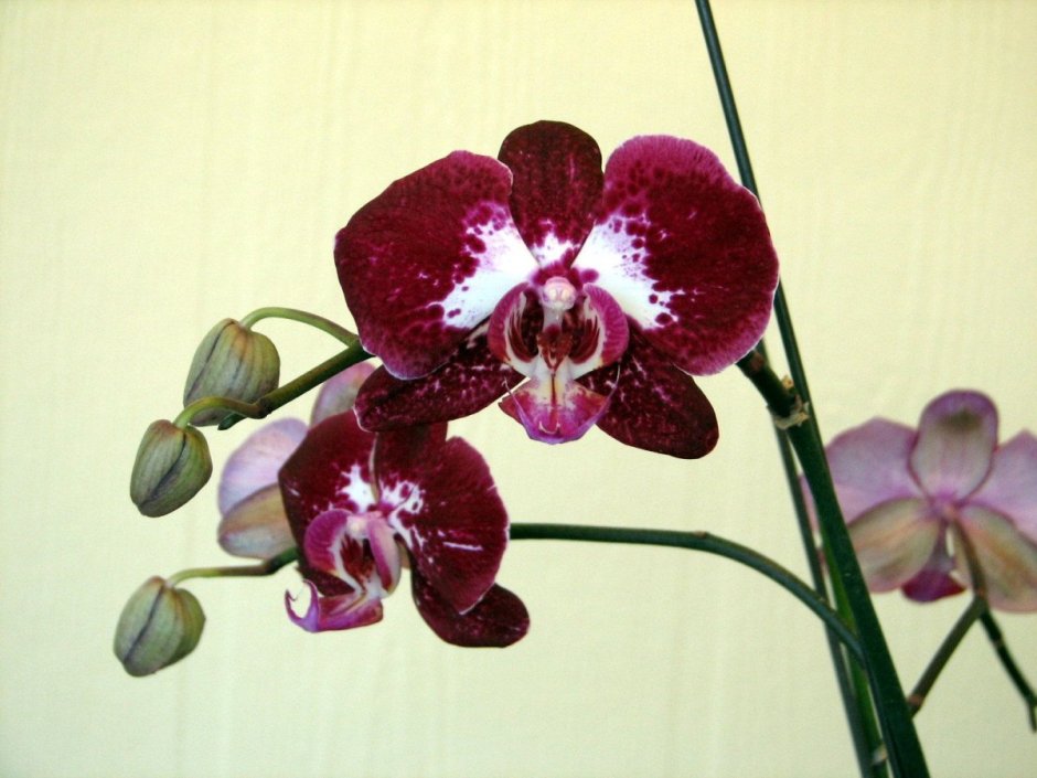 Орхидея Phalaenopsis Marillion