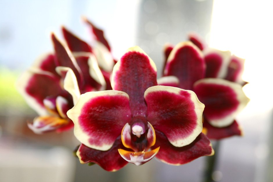 Фаленопсис Dark Cherry with White Rim Orchid Phalaenopsis