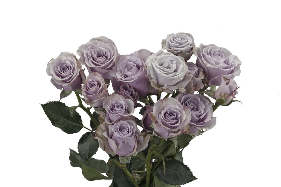 Lavender Queen роза кустовая